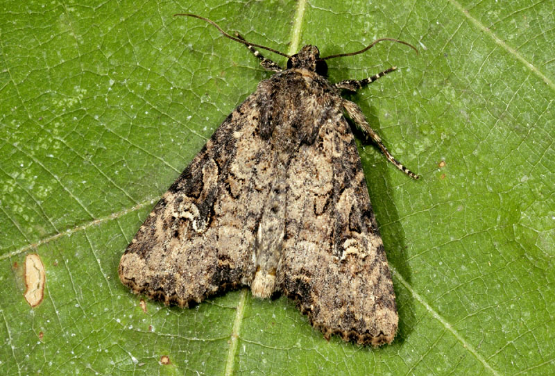 Noctuidae